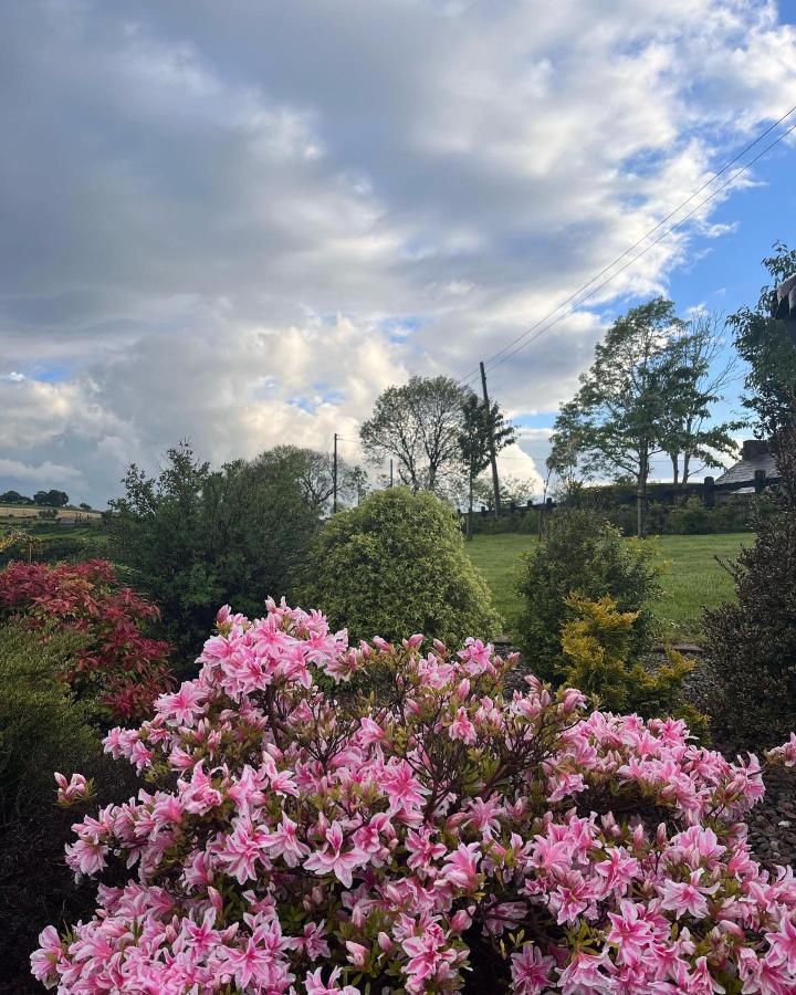 Dans Wee Cottage Slieve Croob Dromara Castlewellan Newcastle Eksteriør billede